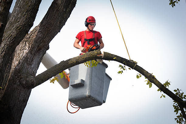 How Our Tree Care Process Works  in  Covedale, OH